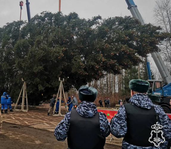 Росгвардейцы обеспечивают сохранность главной новогодней ёлки страны в Подмосковье в период её подготовки к транспортировке (видео)